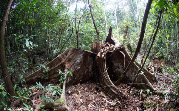 From 'galamsey' to 'logging-sey' - Jobless Ghanaian youth now in illegal logging