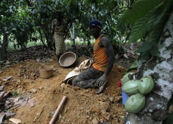 Fanteakwa farmers gripped by fear as heavily armed galamseyers take over lands