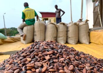 https://yawanews.com/wp-content/uploads/2025/02/Cocoa-scaled.avif